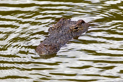 Крокодил утащил пятилетнюю девочку