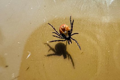 Раскрыты последствия похолодания для клещей