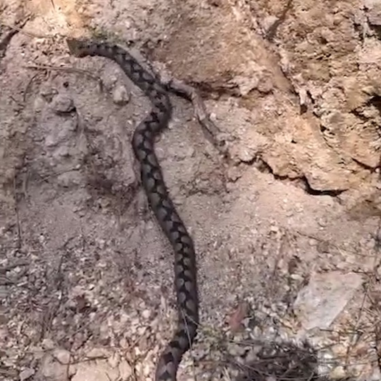 En zehirli türlerden! Orman işçileri kaydetti