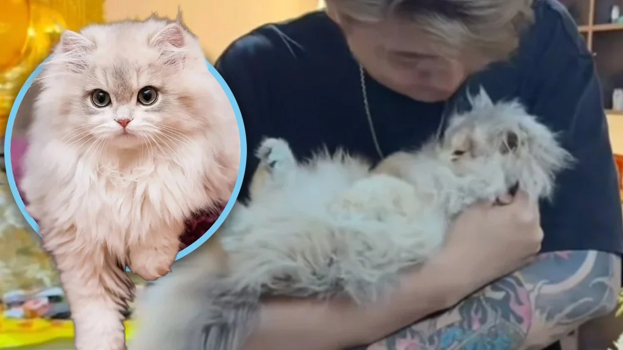 Death of China celebrity cat leads to hospital compensation, benefits 1,100 stray felines