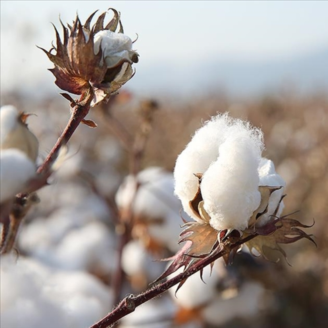 Tekstilci savaştan sonra doğal pamuğa yöneldi