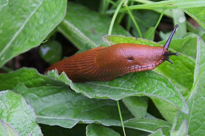 Москвичей призвали готовиться к испанским слизням