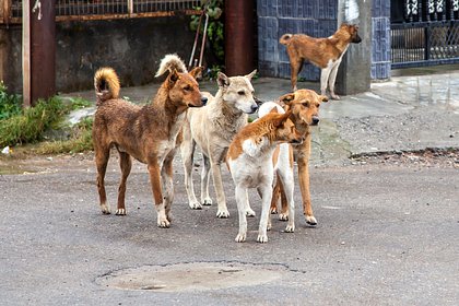 Бездомная собака ценой жизни спасла 30 детей от змеи
