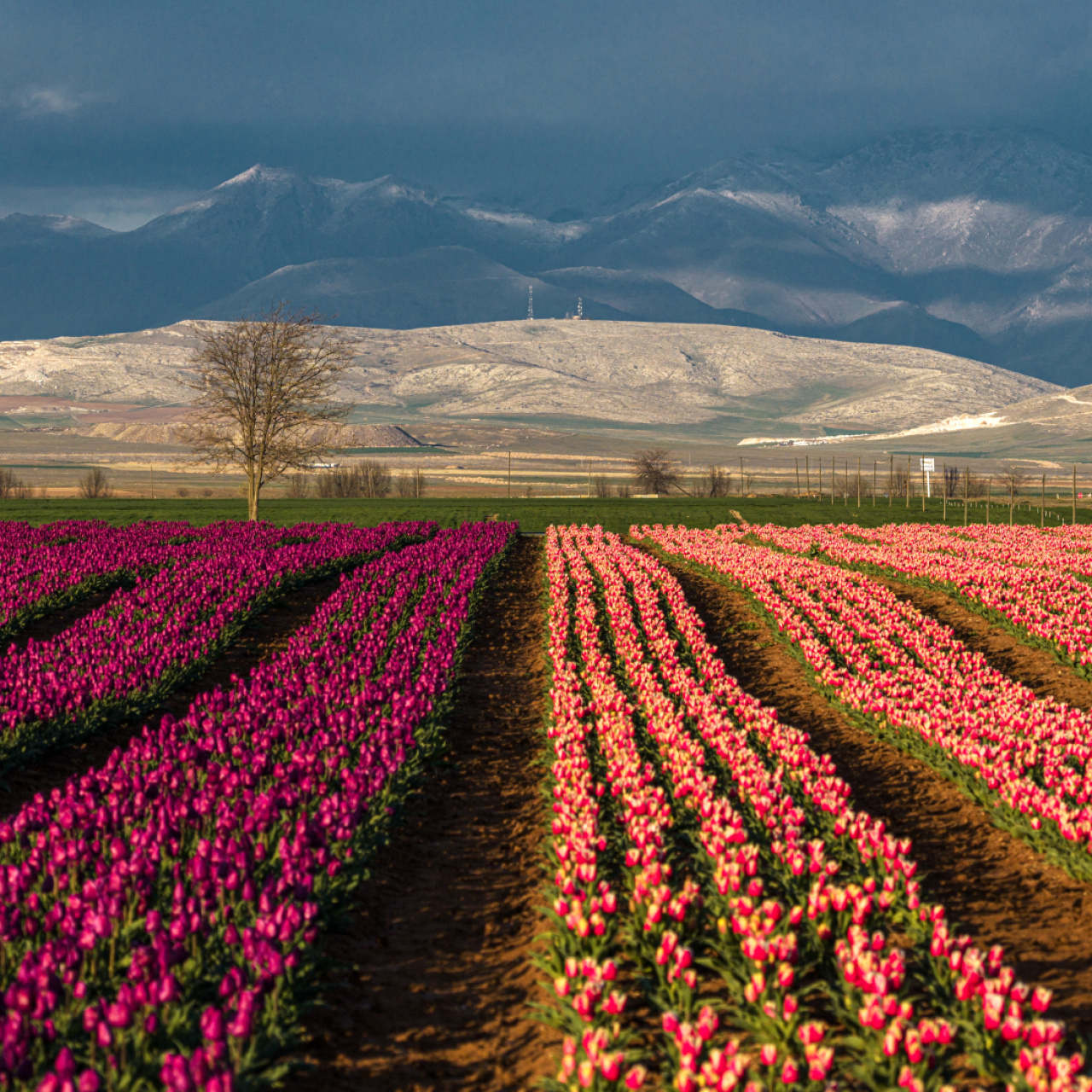 Hollanda değil, burası Karaman