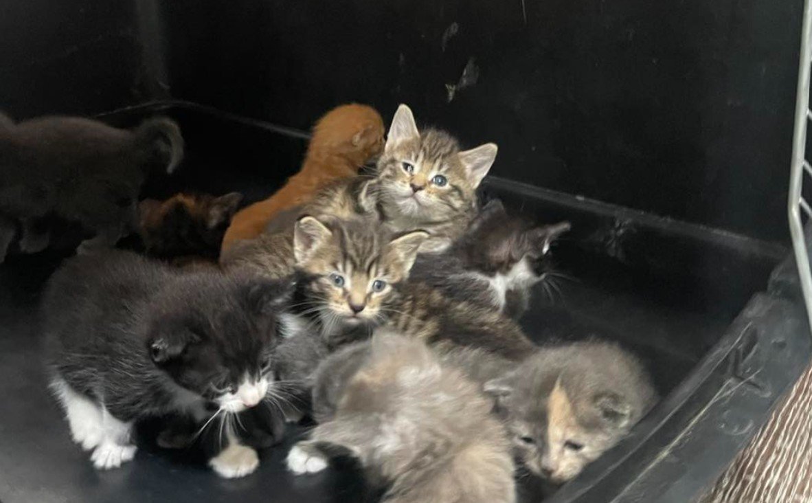 오물 속 고양이 130마리 ‘끔찍’…美 동물보호단체 “사상 초유의 사태”