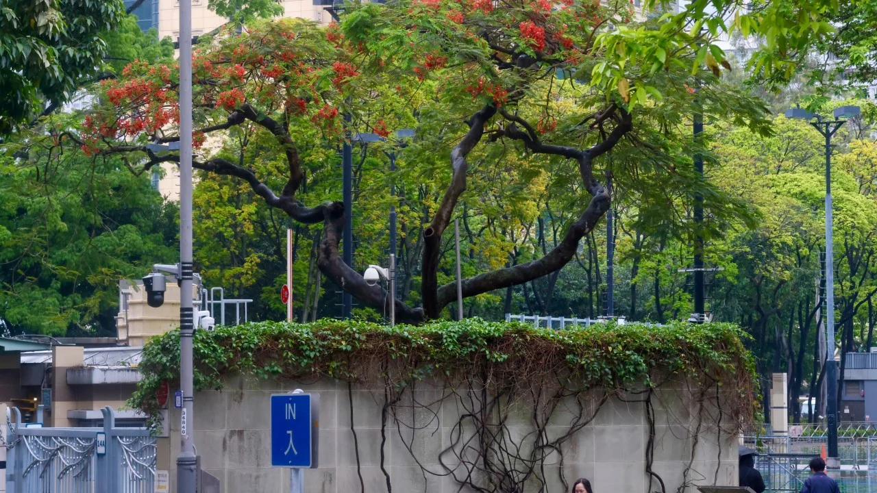 Some Hong Kong trees are behaving strangely and botanists want to know why