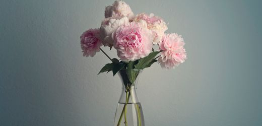 Pfingstrosen sind die besseren Rosen - aus fünf Gründen