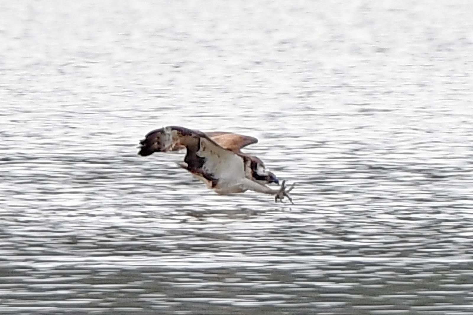 1만 년 전 대멸종, 오늘의 먹이그물 흔들다…“진행 중인 멸종으로 미래 생태계 예측 가능”