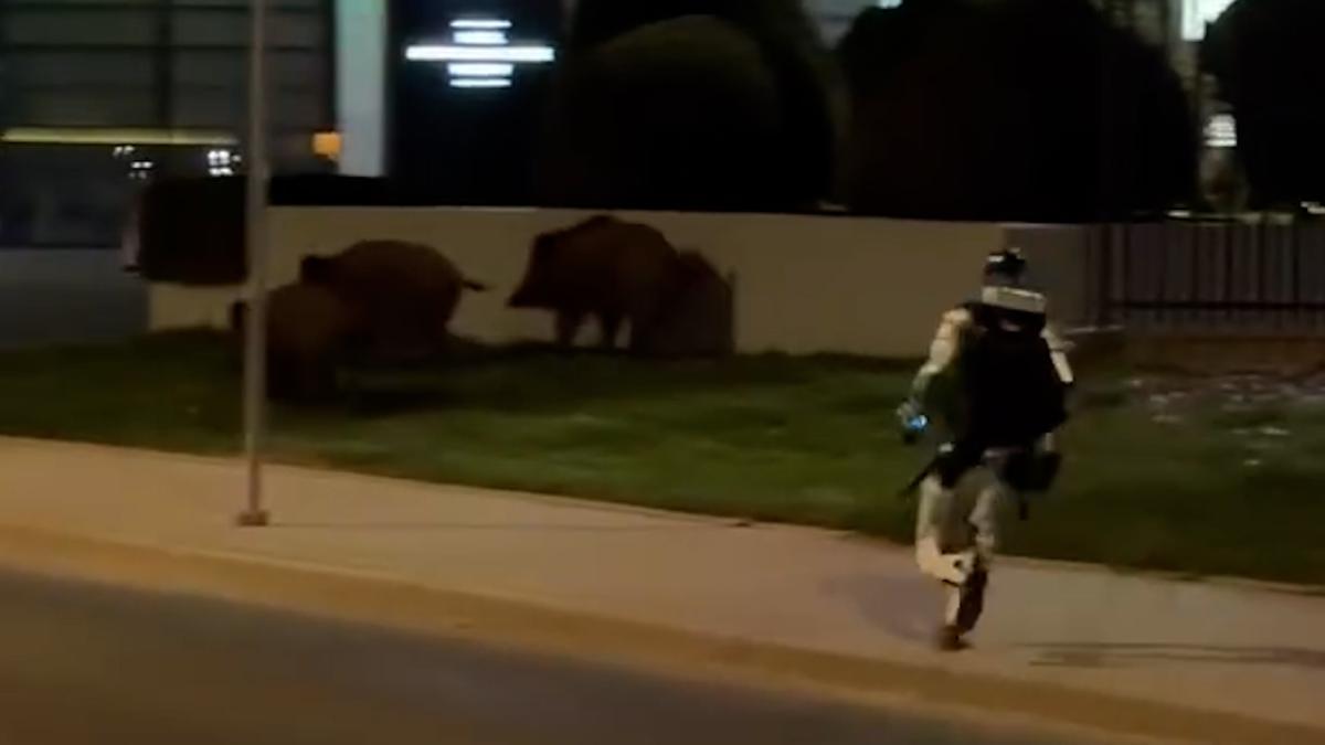 Así es como un robot humanoide ahuyenta jabalíes en Varsovia