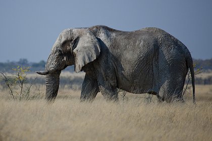 Слонихи затоптали охотившегося на антилоп миллионера