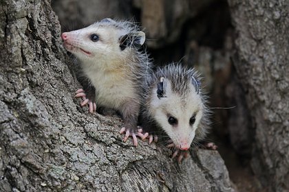 Опоссумы стали врагами захвативших США питонов