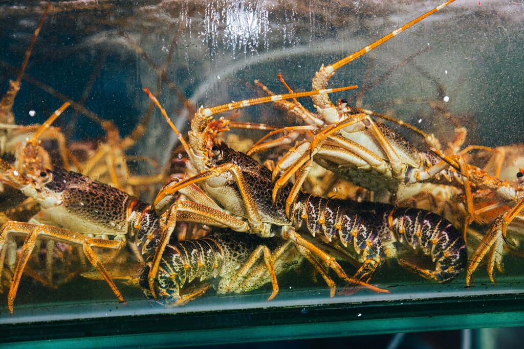 Dos turistas de EEUU decidieron liberar las langostas de un bar de Italia. Los ecologistas creen que fue una decisión pésima
