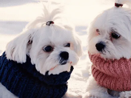 “Love means…” 러브스토리 주연배우도 이해 못한 명대사