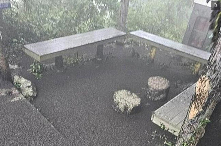 “러브버그, 박멸은 불가…모기·파리처럼 공존 개체로 인정해야”