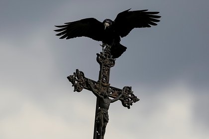 Вороны ополчились на лысых мужчин в одном городе