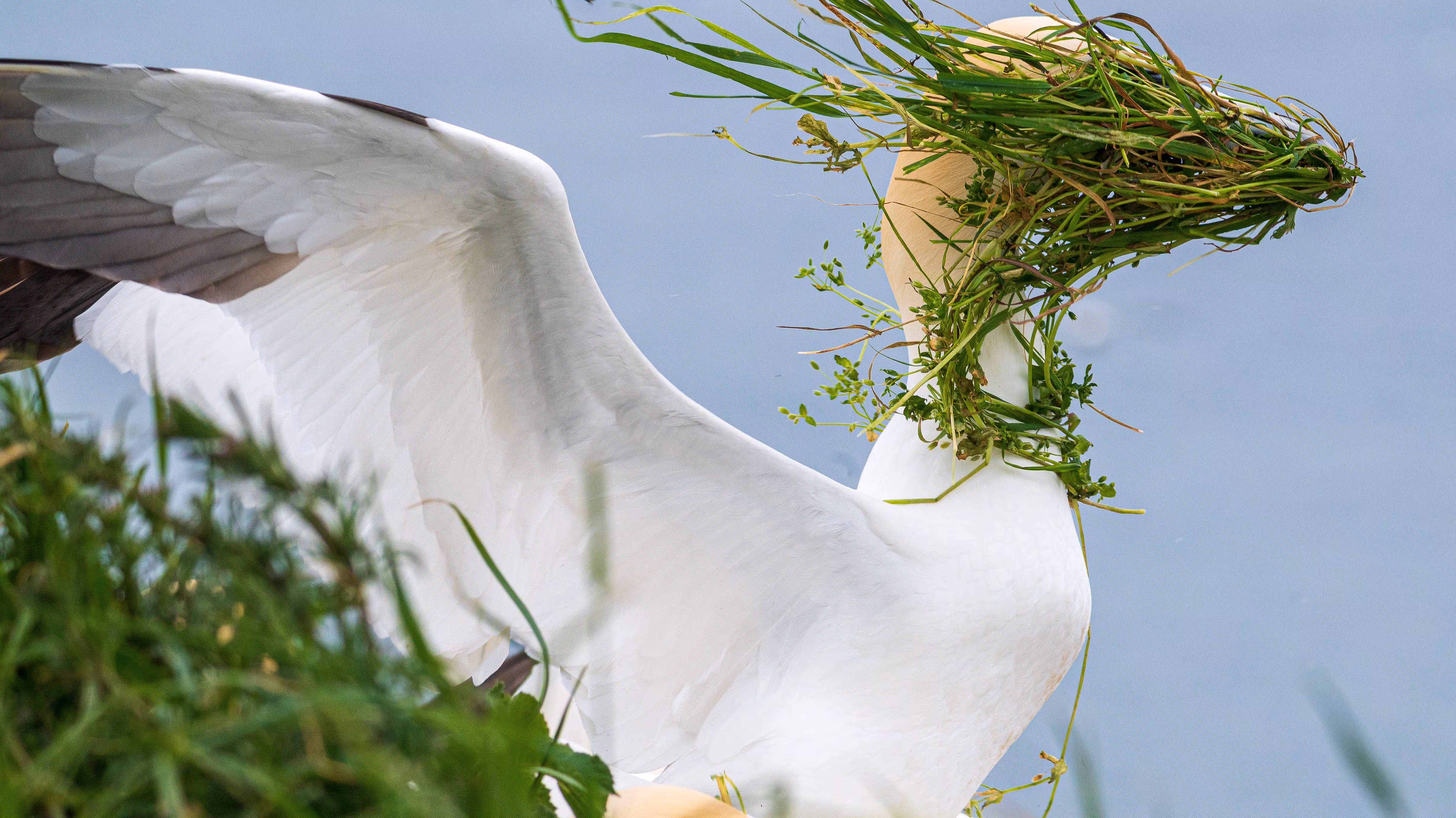 [사이언스샷] “우리 집이 안 보여요” 웃긴 동물 사진전서 인기상
