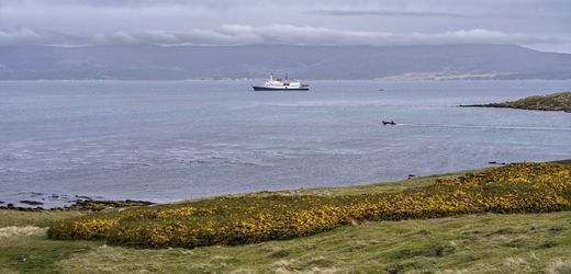 Donald Trump und die Falkland-Inseln: Warum gibt es um die Inselgruppe jetzt Streit?