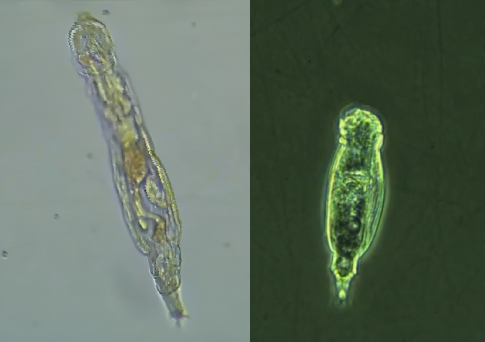 시베리아에 2만년 얼어있던 다세포 유기체, 해동하니 부활