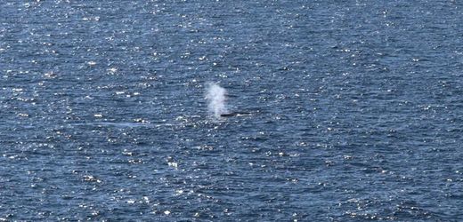 Buckelwal in der Ostsee: Die dramatischsten Szenen von »Timmys« Odyssee