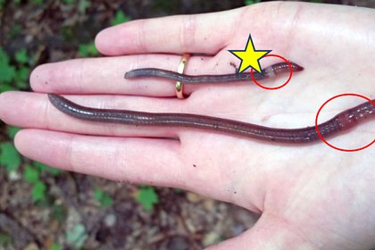 Опасные прыгающие черви продолжили нашествие