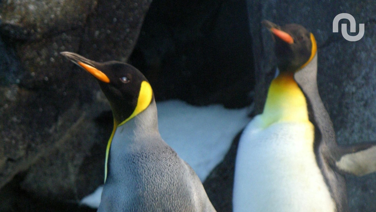 Des manchots pour dompter l’IA ? Cette méthode casse le mystère derrière l’effet « boîte noire »