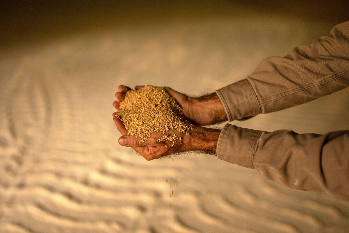 Netherlands Rejects Argentina Soy Meal Cargoes Over GMO Issue