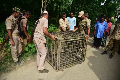 Неизвестный хищник растерзал шедшего на свадьбу мужчину