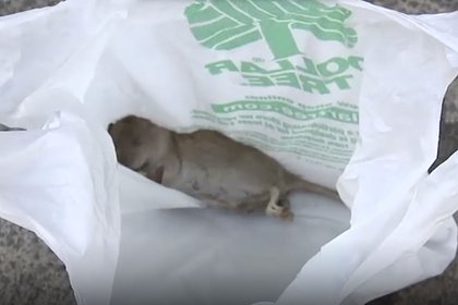 Жители одного штата пожаловались на нашествие крыс крупнее кошек