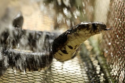 Ядовитая змея укусила женщину три раза