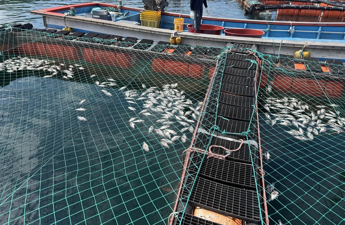 신안군, 해상 가두리 양식 어종 바꾼다…기후변화 대응