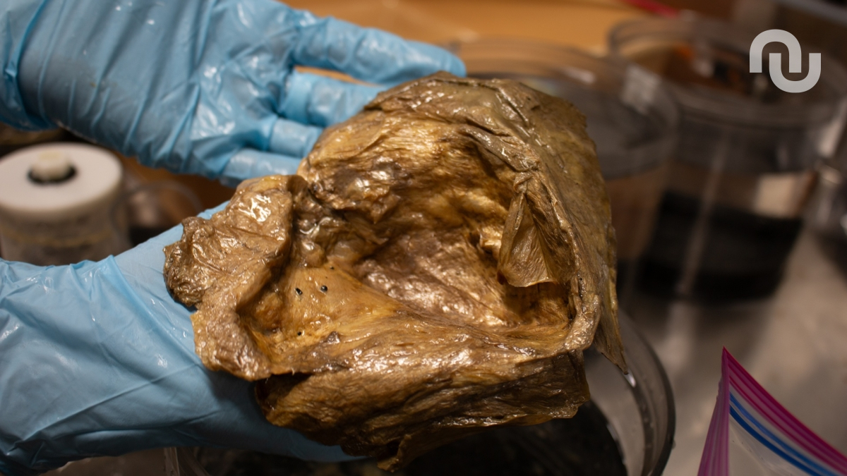 Un mystérieux orbe doré a été découvert au fond de l’océan, et on sait enfin de quoi il s’agit