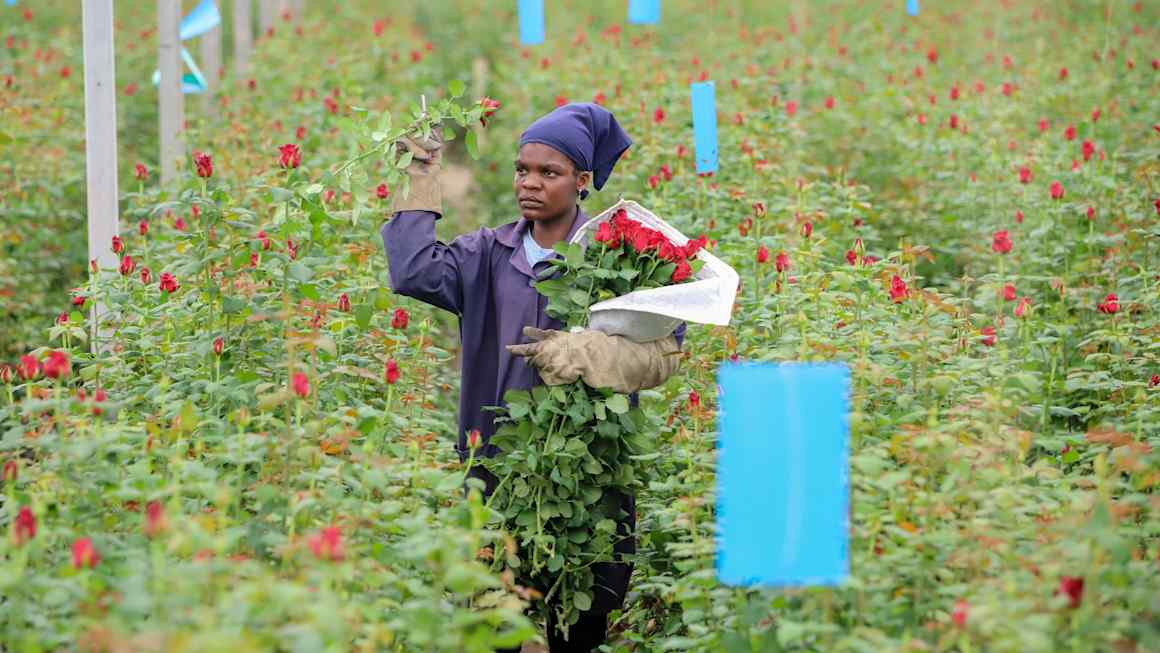 Iran war withers Kenya’s roses and strands its tea