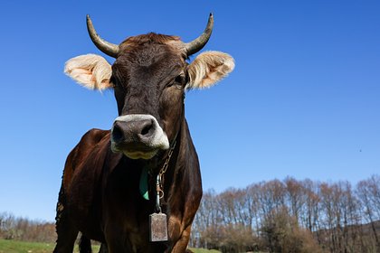 Фермер решил разводить уродливых коров из-за навязчивости тиктокеров
