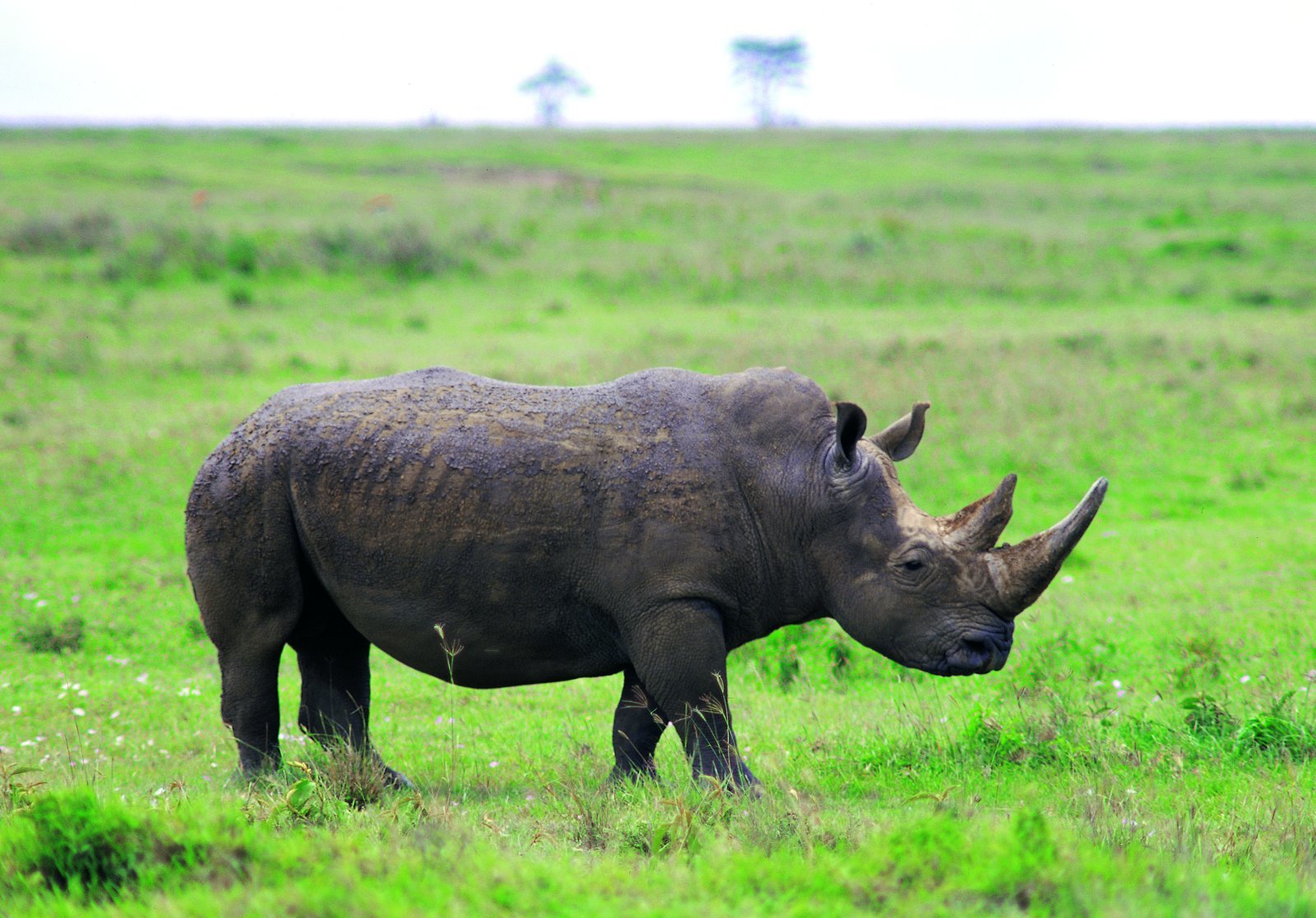 코뿔소 보호하려다 ‘봉변’…사고로 세상 떠난 남아공 활동가