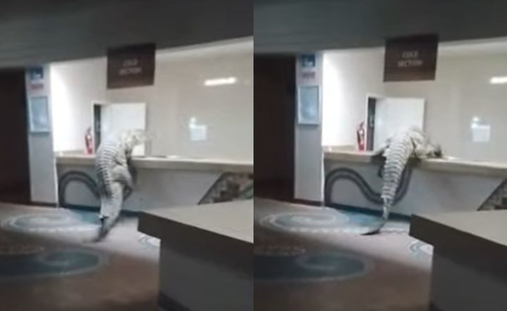 “투숙객인 줄”…아프리카 호텔에 3.6m 악어가 나타났다