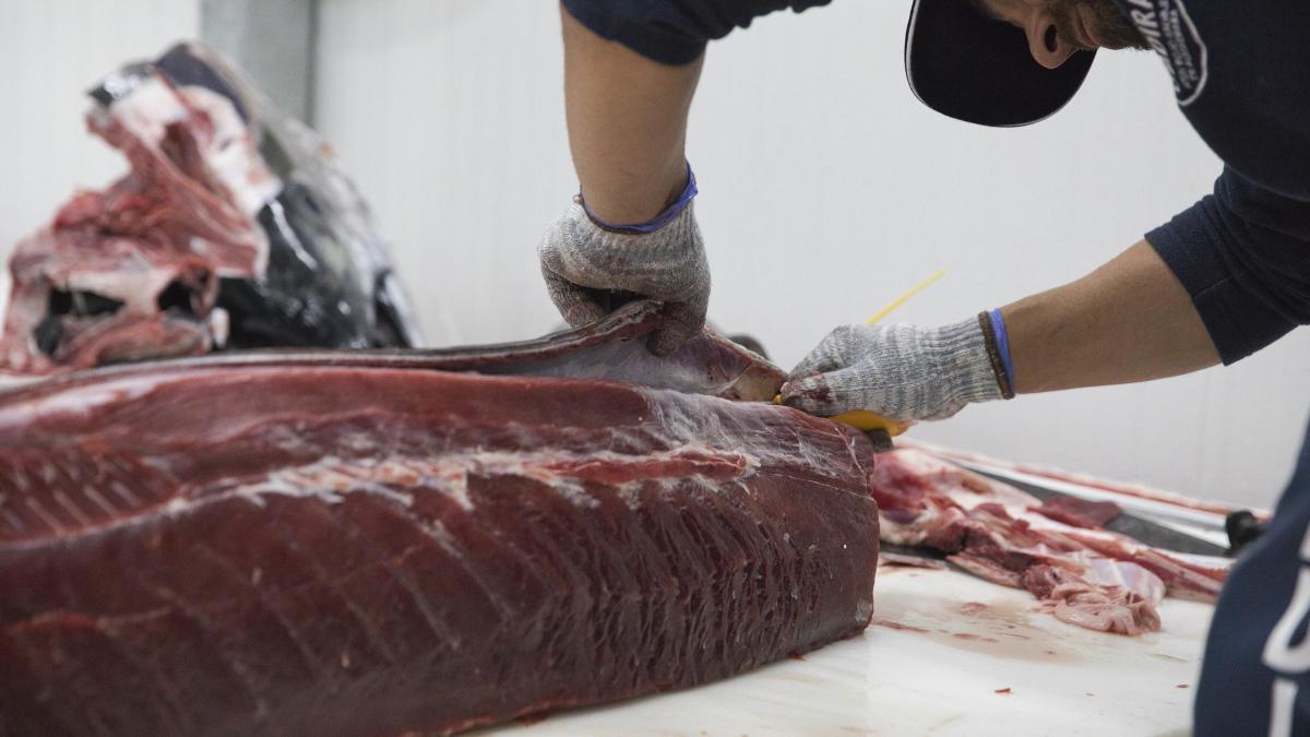 Niños y embarazadas no deben comer pez espada, atún rojo, cazón, marrajo ni lucio por el alto contenido en mercurio