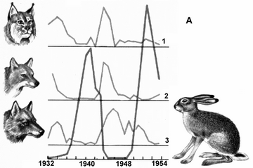 Лисы, кролики и рынок труда IT и инженерии