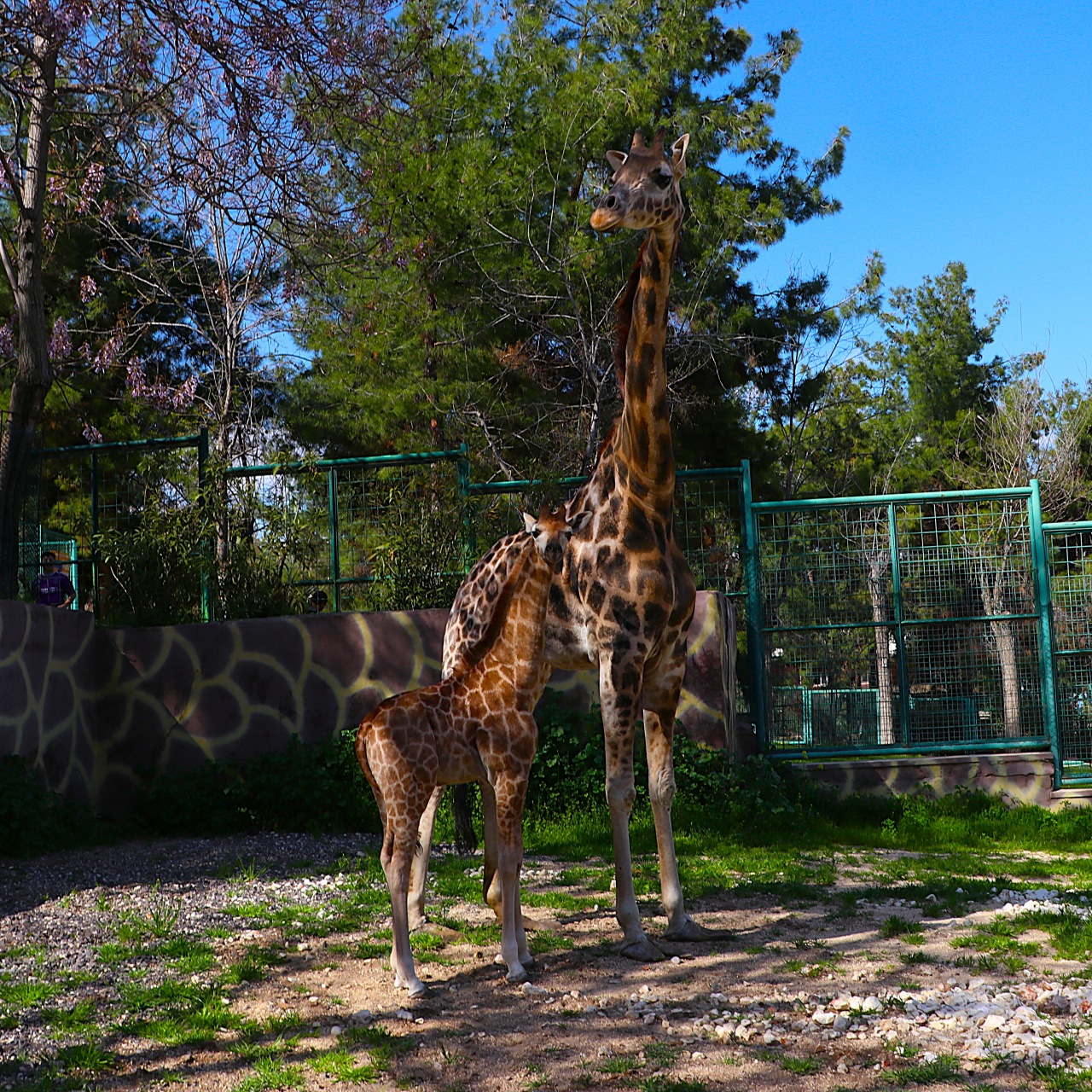 Şakir ile Selvi'nin yavrusu ilk kez ziyaretçilerle buluştu