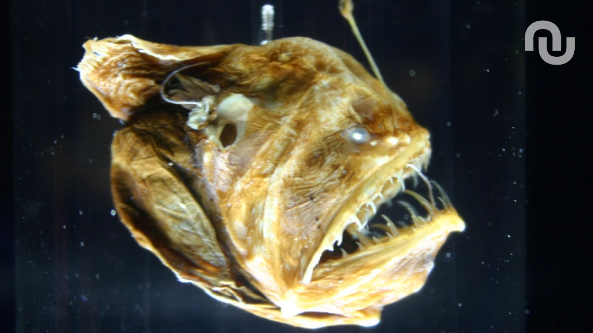 Voyage dans les abysses : voilà l’incroyable vision des animaux de l’extrême