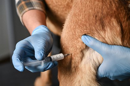 Ветеринар назвал способ сэкономить при вакцинировании животных