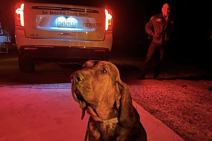 Женщина упала с высоты 60 метров и выжила