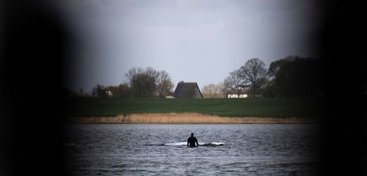 Ostsee-Wal-News heute: Gestrandeter Wal soll von zehn kräftigen Männern durchs Wasser gezogen werden