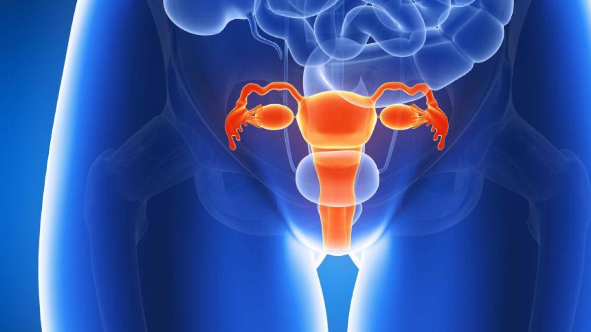El útero es el órgano que más cambia en la menopausia
