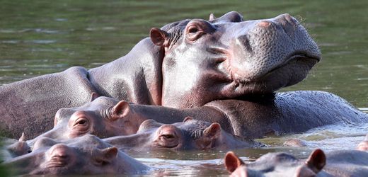 Pablo Escobar: Indischer Milliardärssohn will 80 »Kokain-Hippos« aus Kolumbien aufnehmen