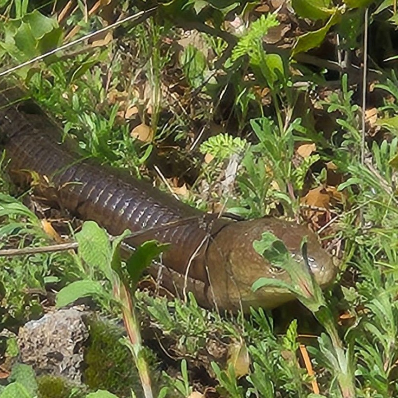 'Demir yılan' Bozkurt'ta ortaya çıktı