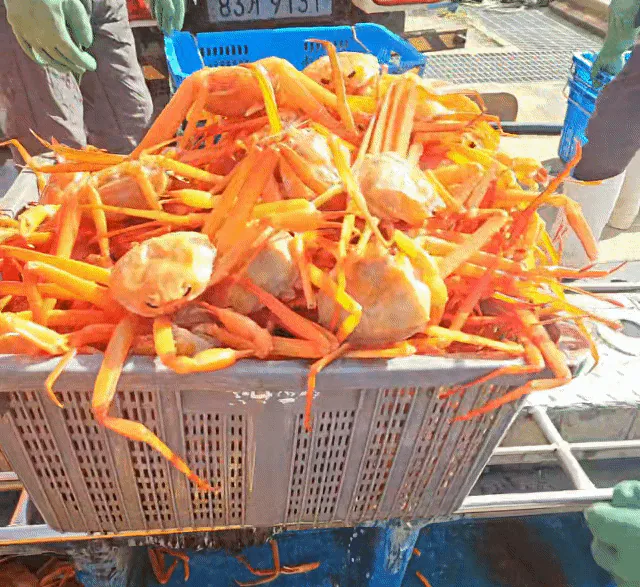 몸통 내장 풍미가 기막혀, 오늘 새벽 포항에서 잡은 홍게 10마리 2만원대 초특가