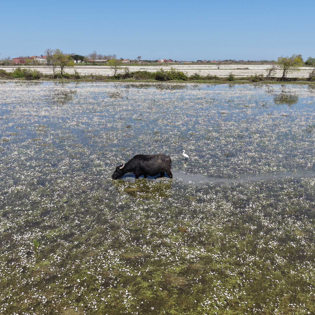 Samsun'da masalsı atmosfer! Bir ay içinde kayboluyor
