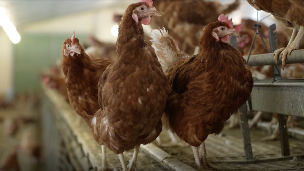 Élevage – souffrance animale : au bonheur des poules ?