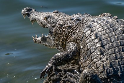 20-летний мужчина выжил после нападения самой большой рептилии в мире