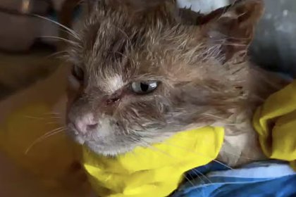 Коты пострадали из-за «нефтяного дождя» в Туапсе